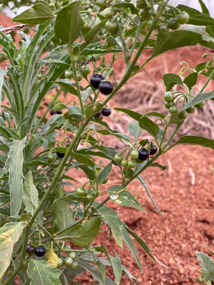 Figura 03 - Maria-pretinha