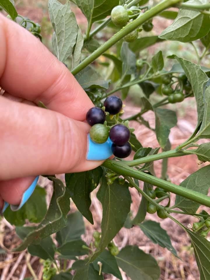 Figura 04 - Maria-pretinha