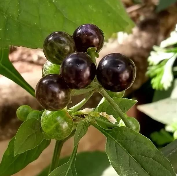 Figura 05 - Maria-pretinha