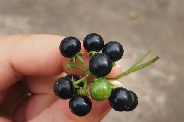 Figura 06 - Maria-pretinha