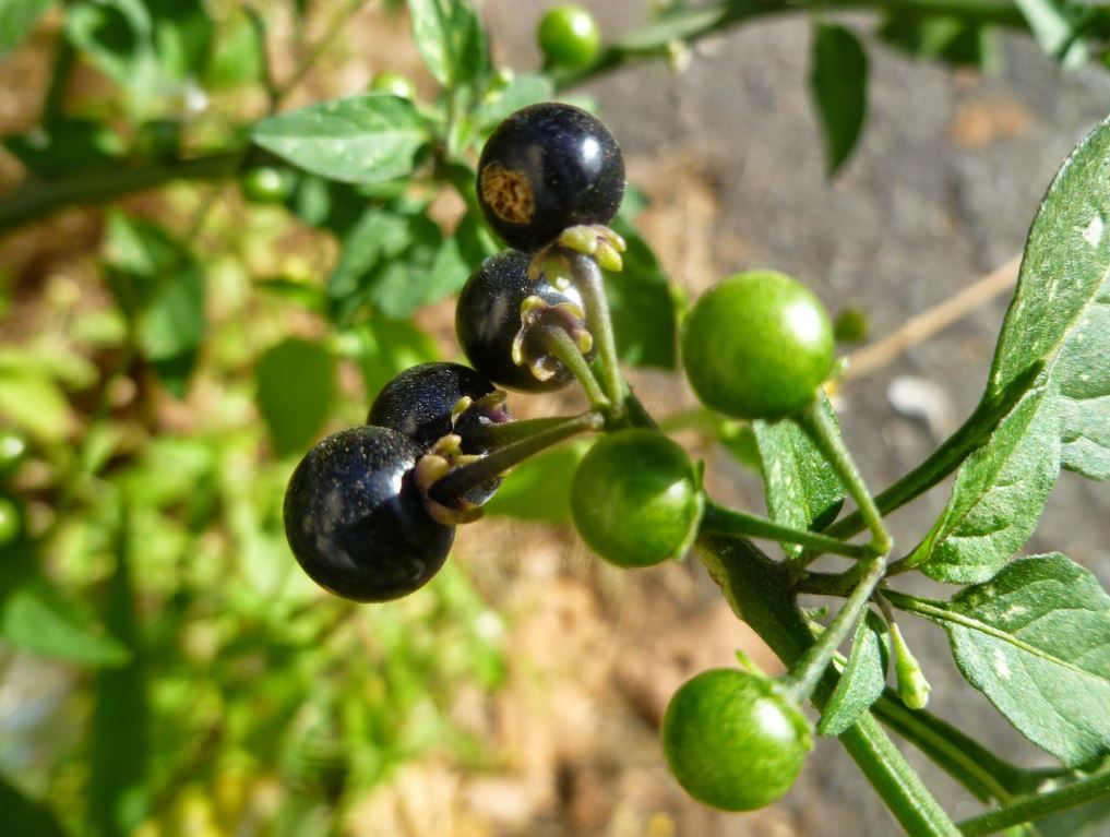 Figura 08 - Maria-pretinha