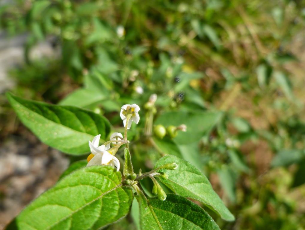 Figura 09 - Maria-pretinha