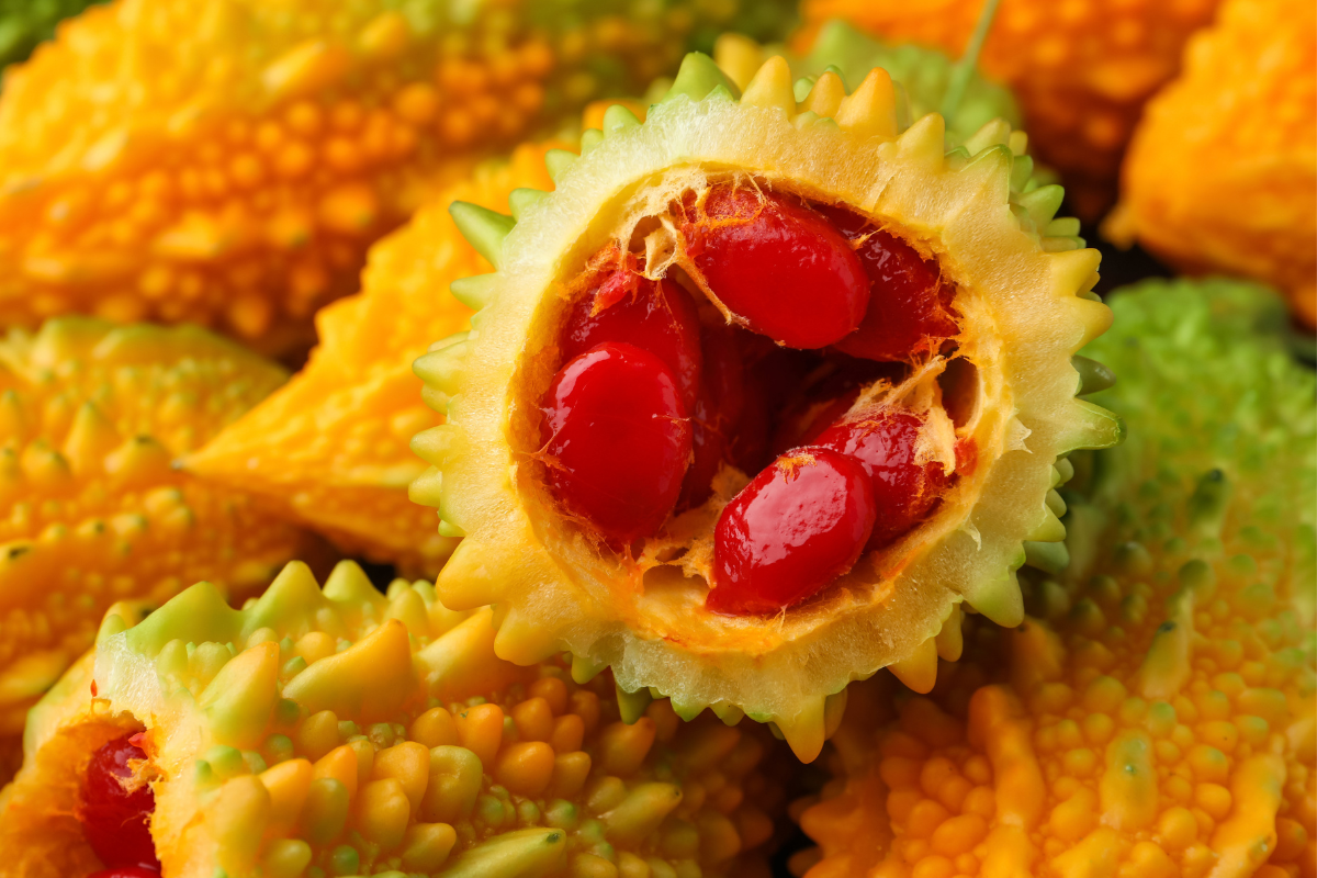 Figura 04 - Melão-de-São-Caetano