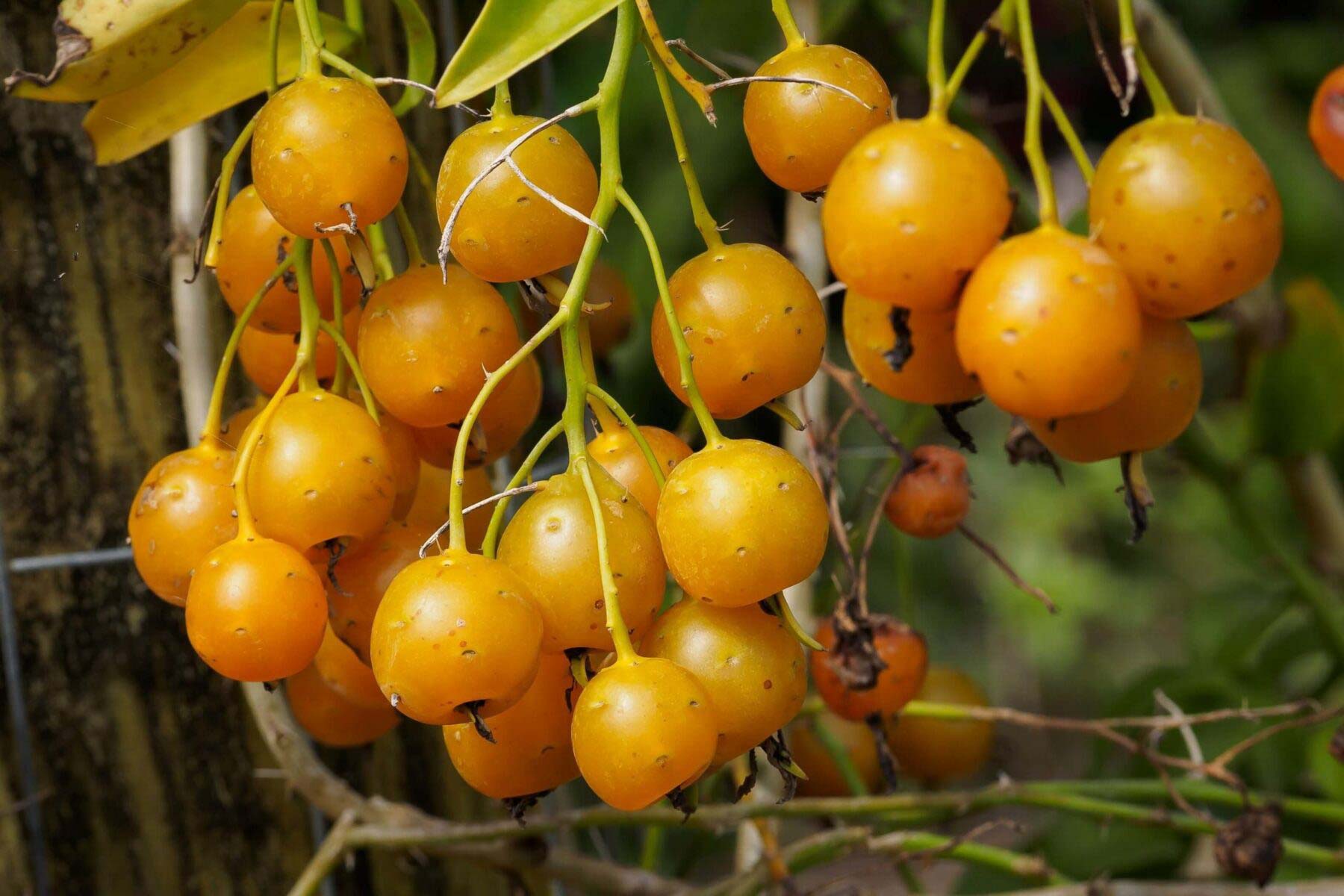 Figura 02 - Frutos da Ora-pro-nóbis