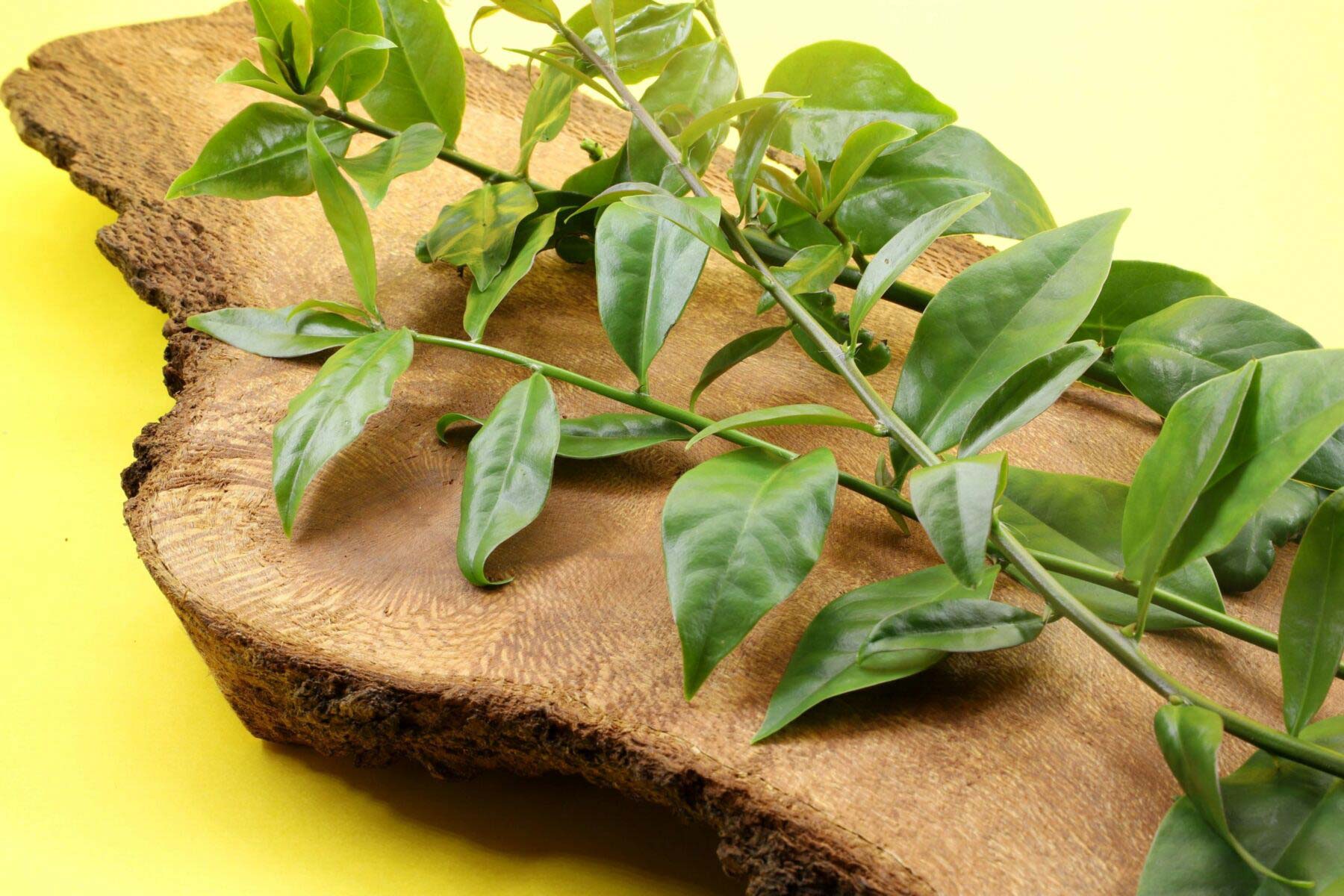 Figura 03 - Ora-pro-nóbis