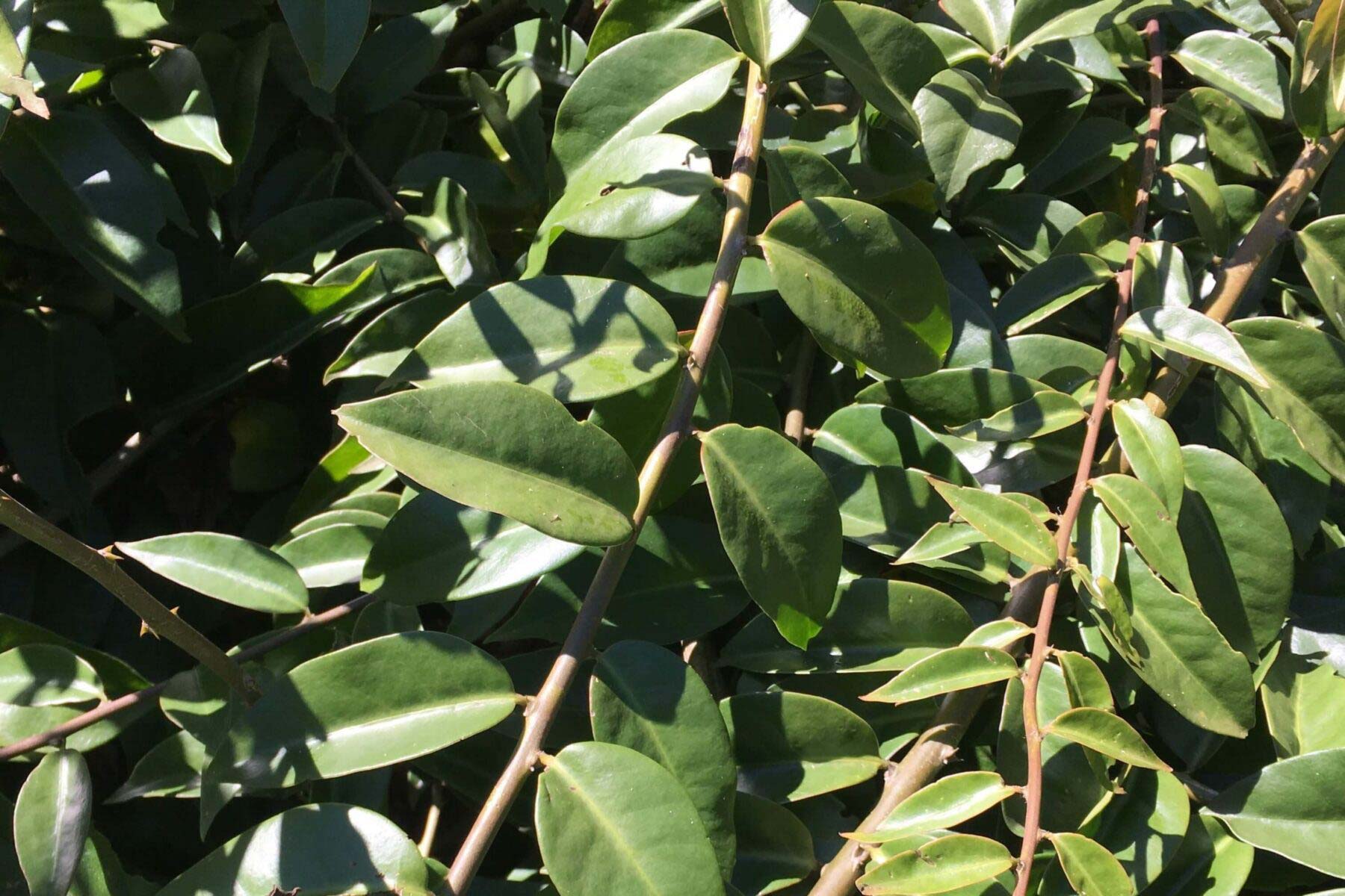 Figura 05 - Ora-pro-nóbis