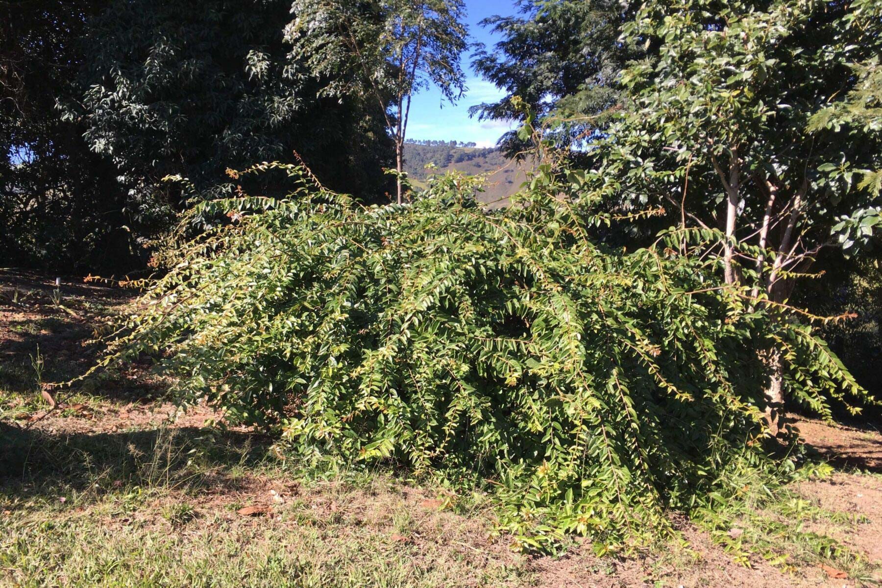 Figura 06 - Arbusto da Ora-pro-nóbis