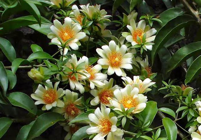 Figura 07 - Flores da Ora-pro-nóbis