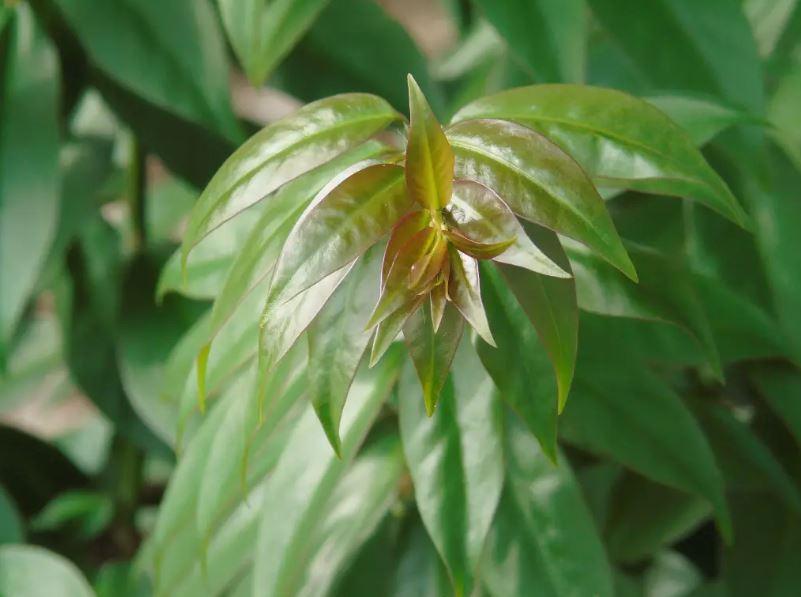 Figura 08 - Ora-pro-nóbis