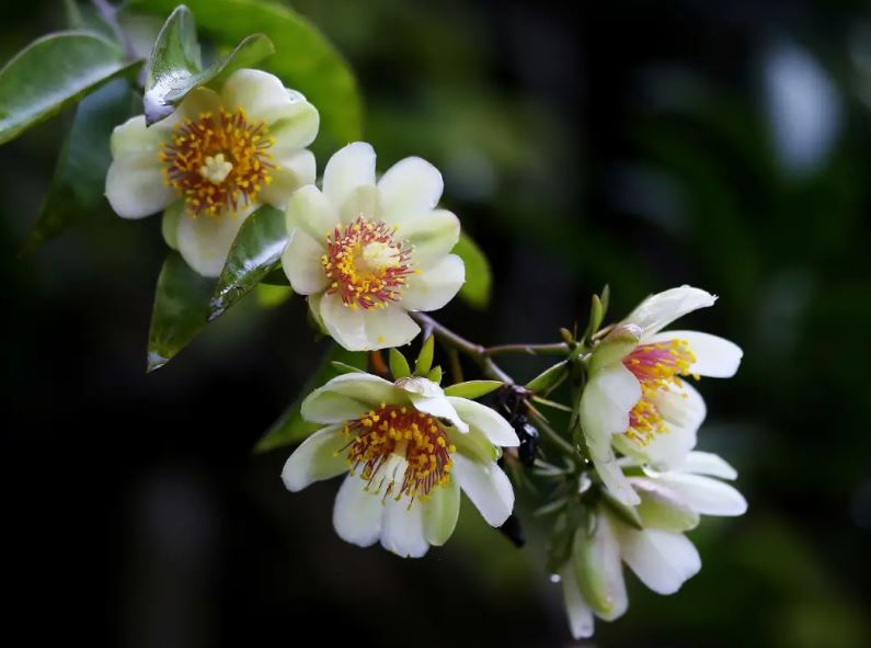 Figura 09 - Flores da Ora-pro-nóbis