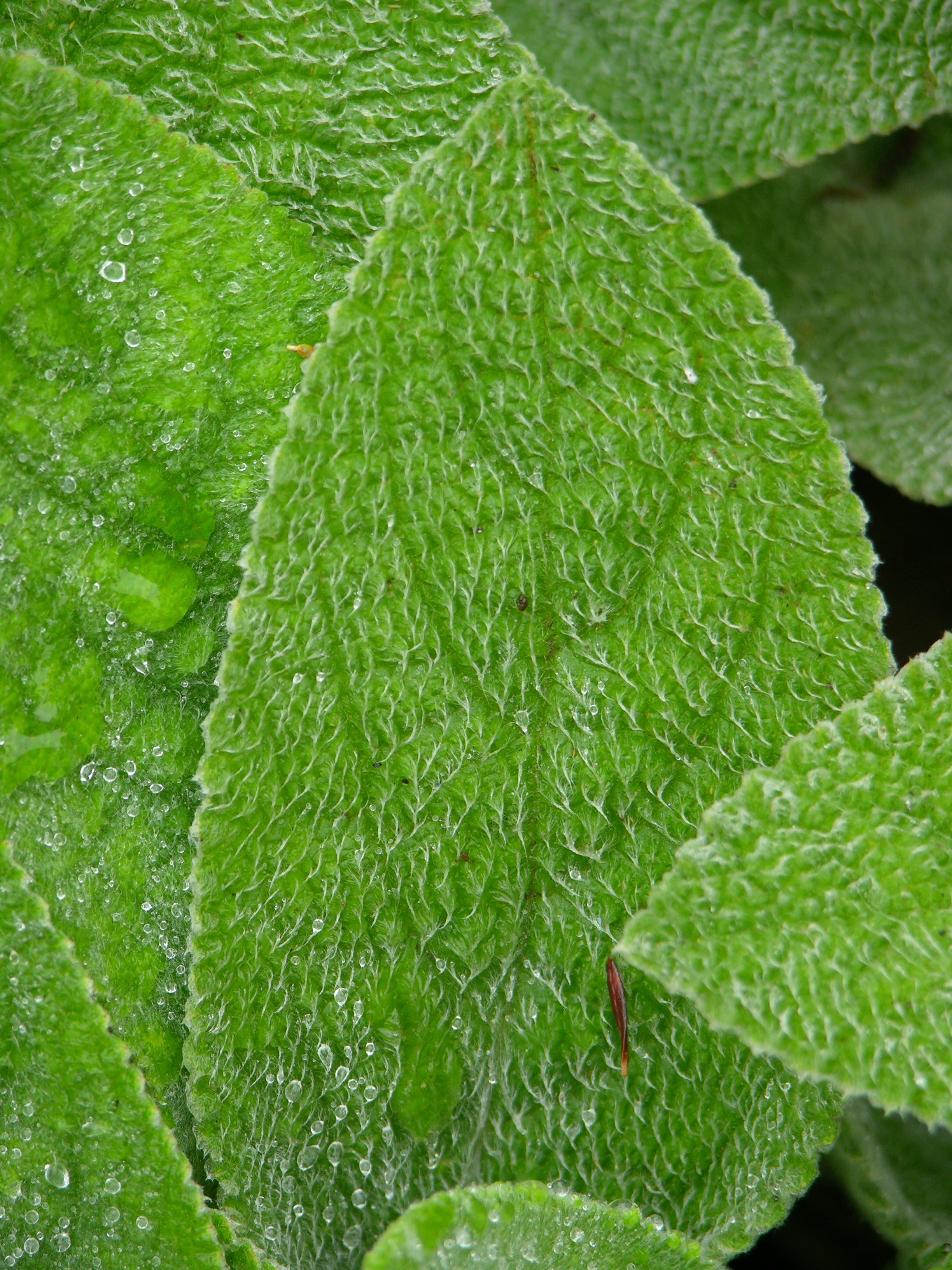 Figura 05 - Peixinho