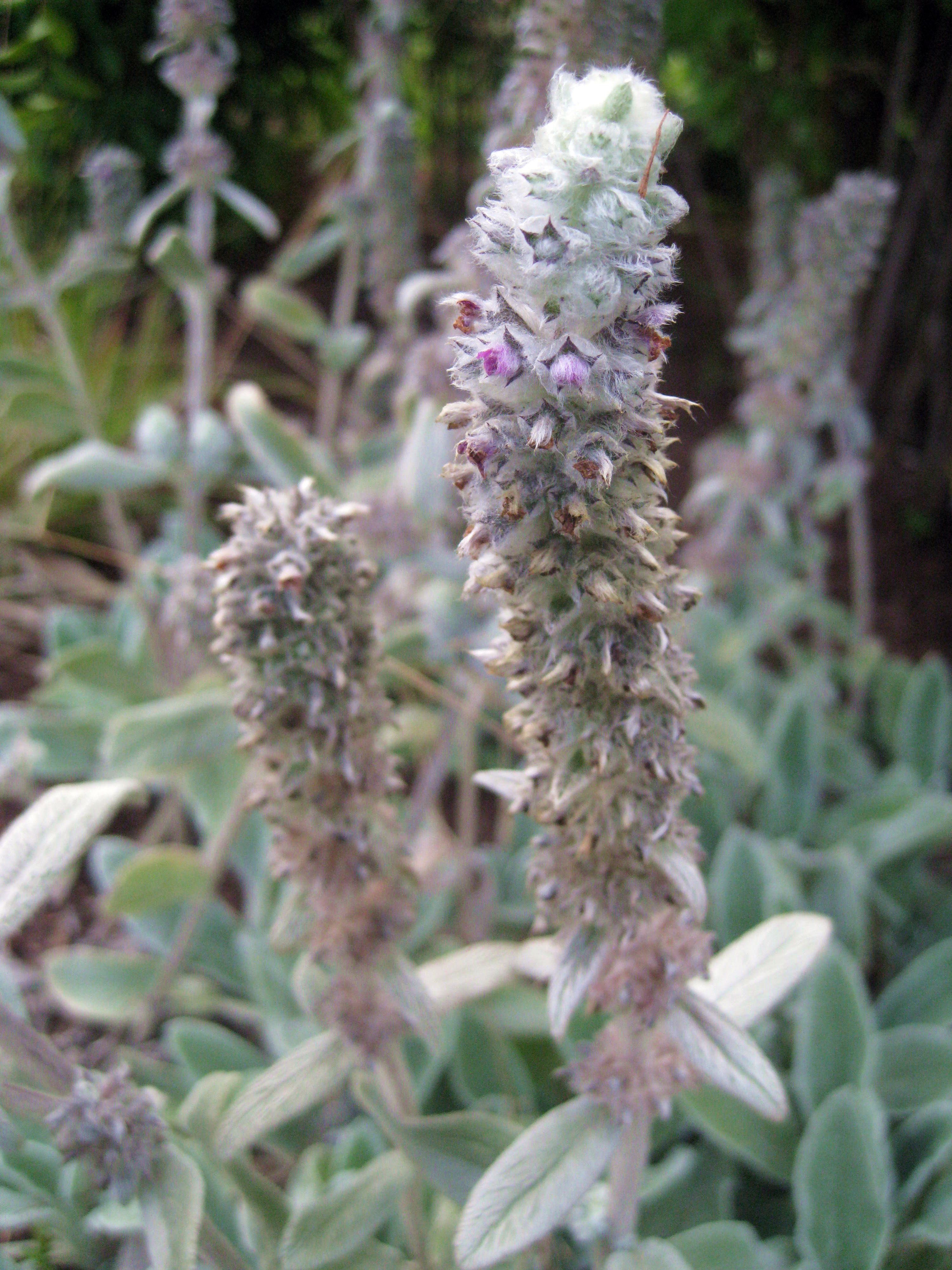 Figura 08 - Peixinho