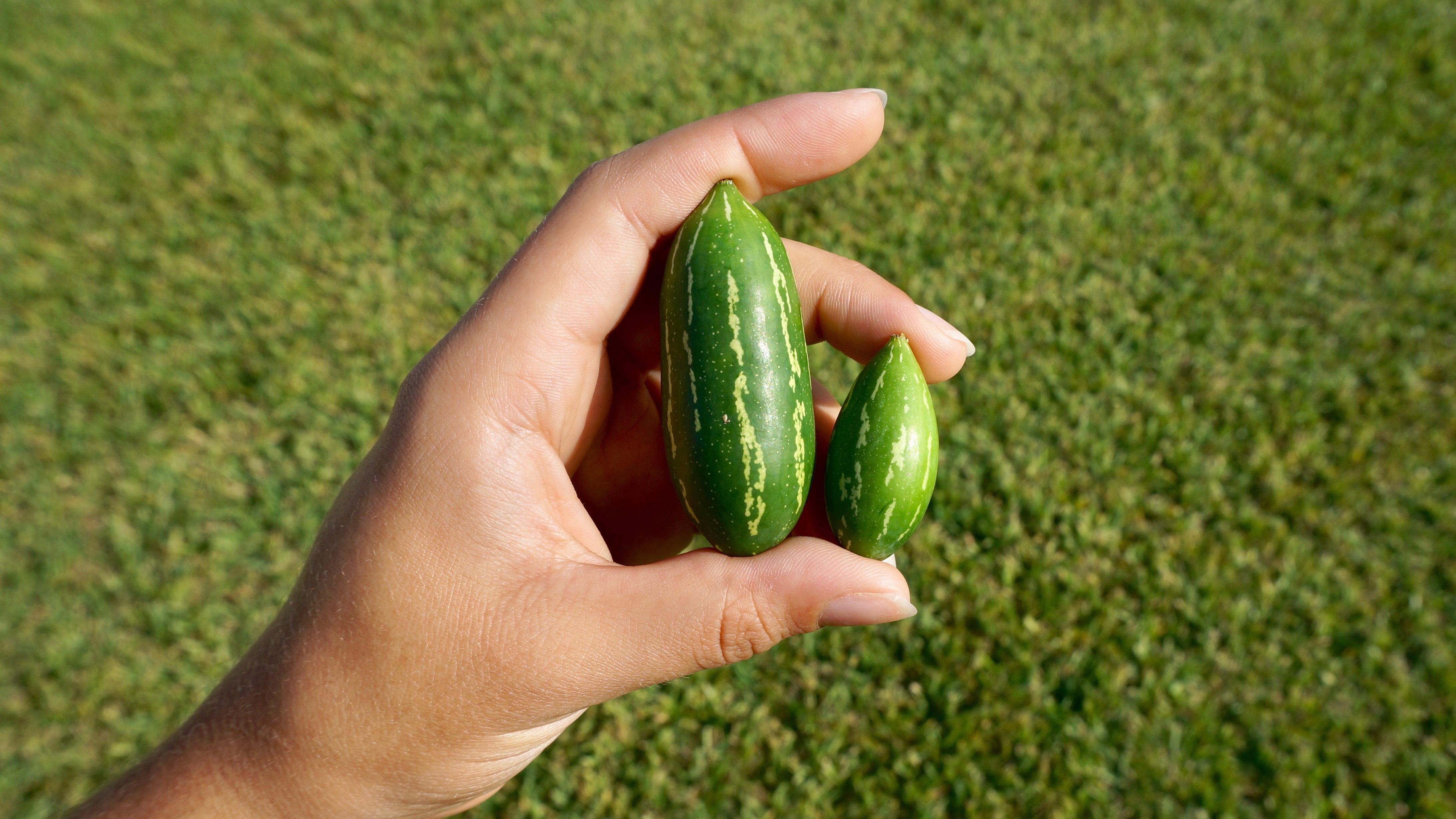 Figura 01 - Pepino-doce