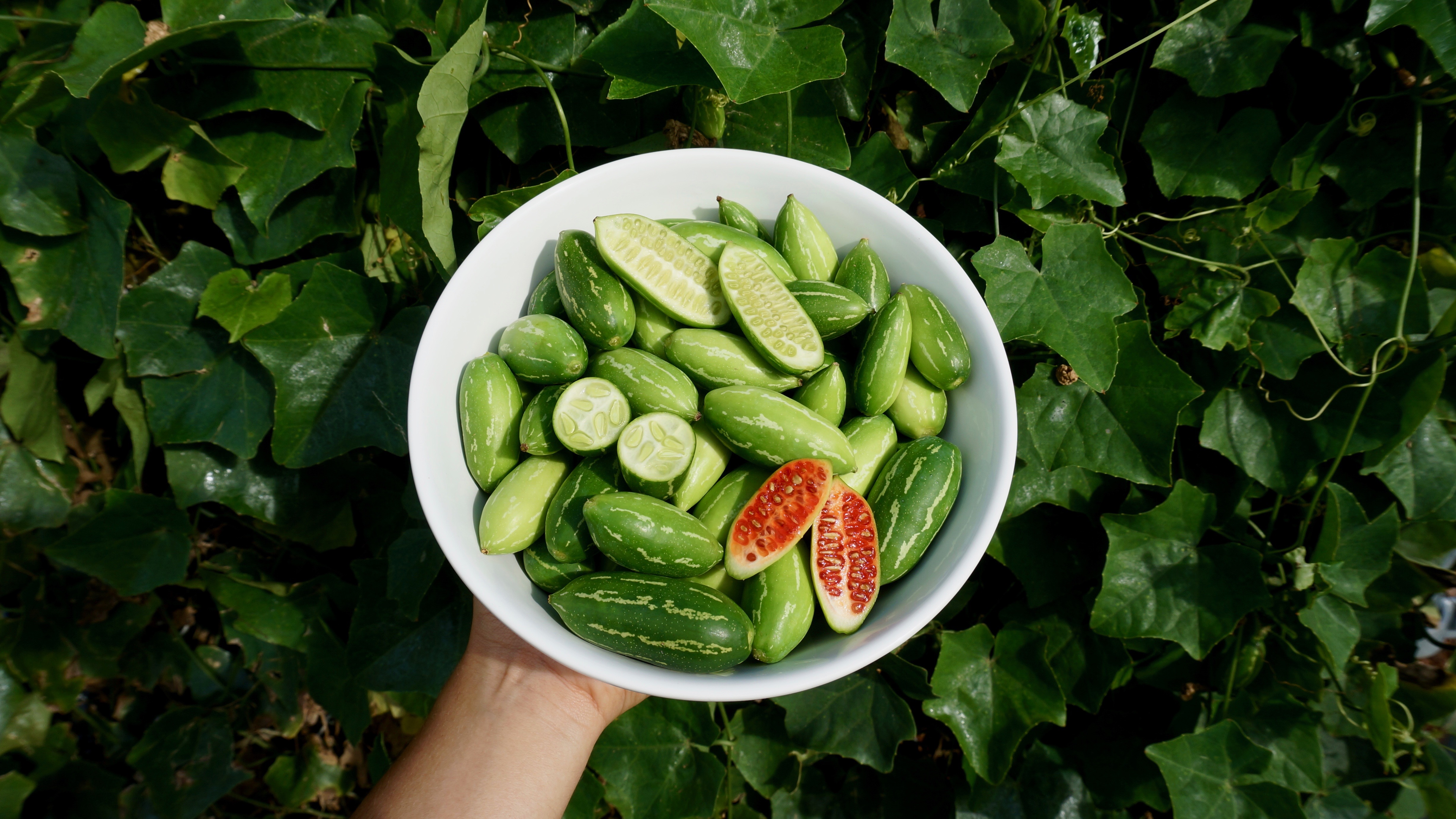 Figura 03 - Pepino-doce