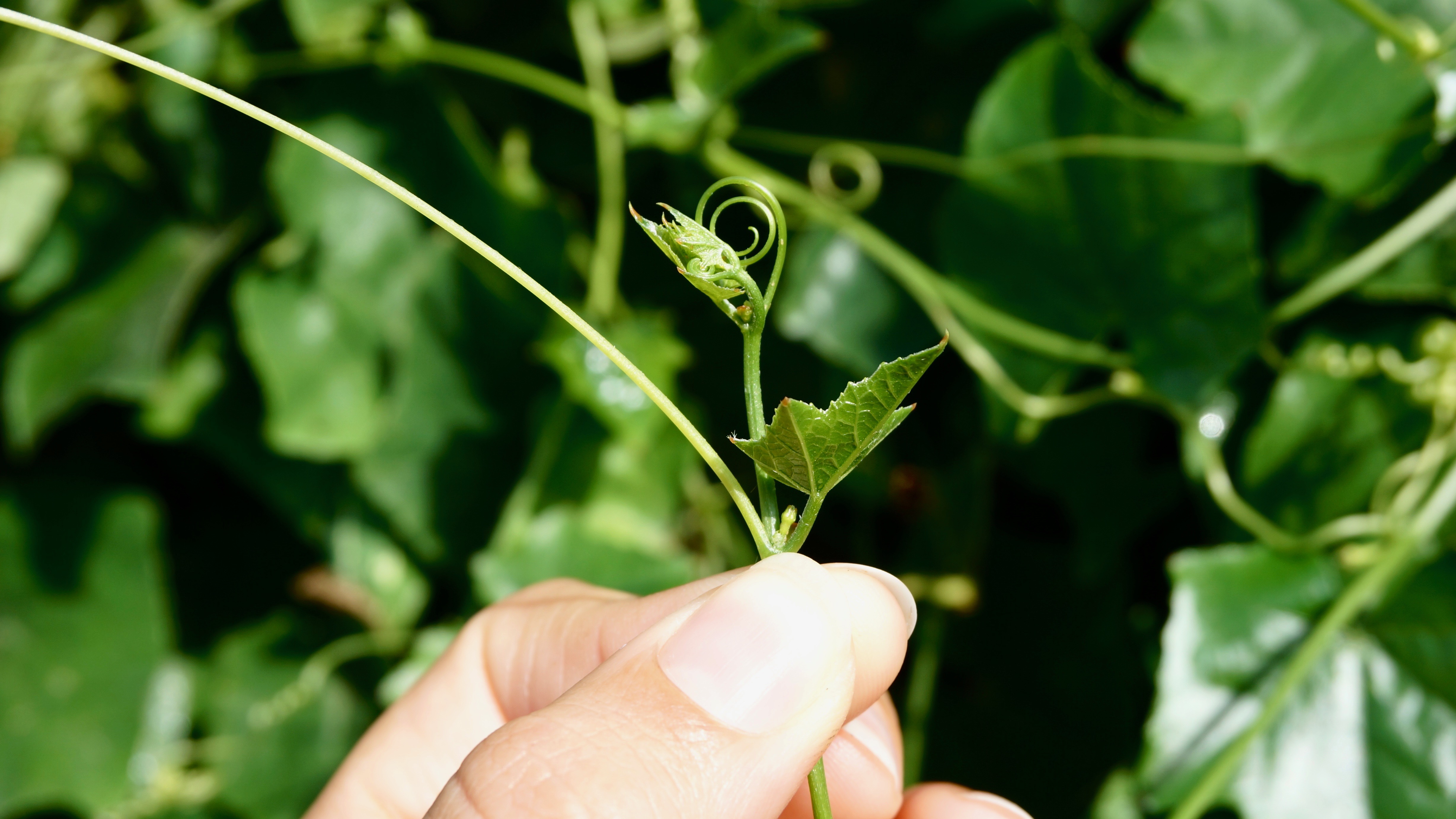 Figura 04 - Pepino-doce