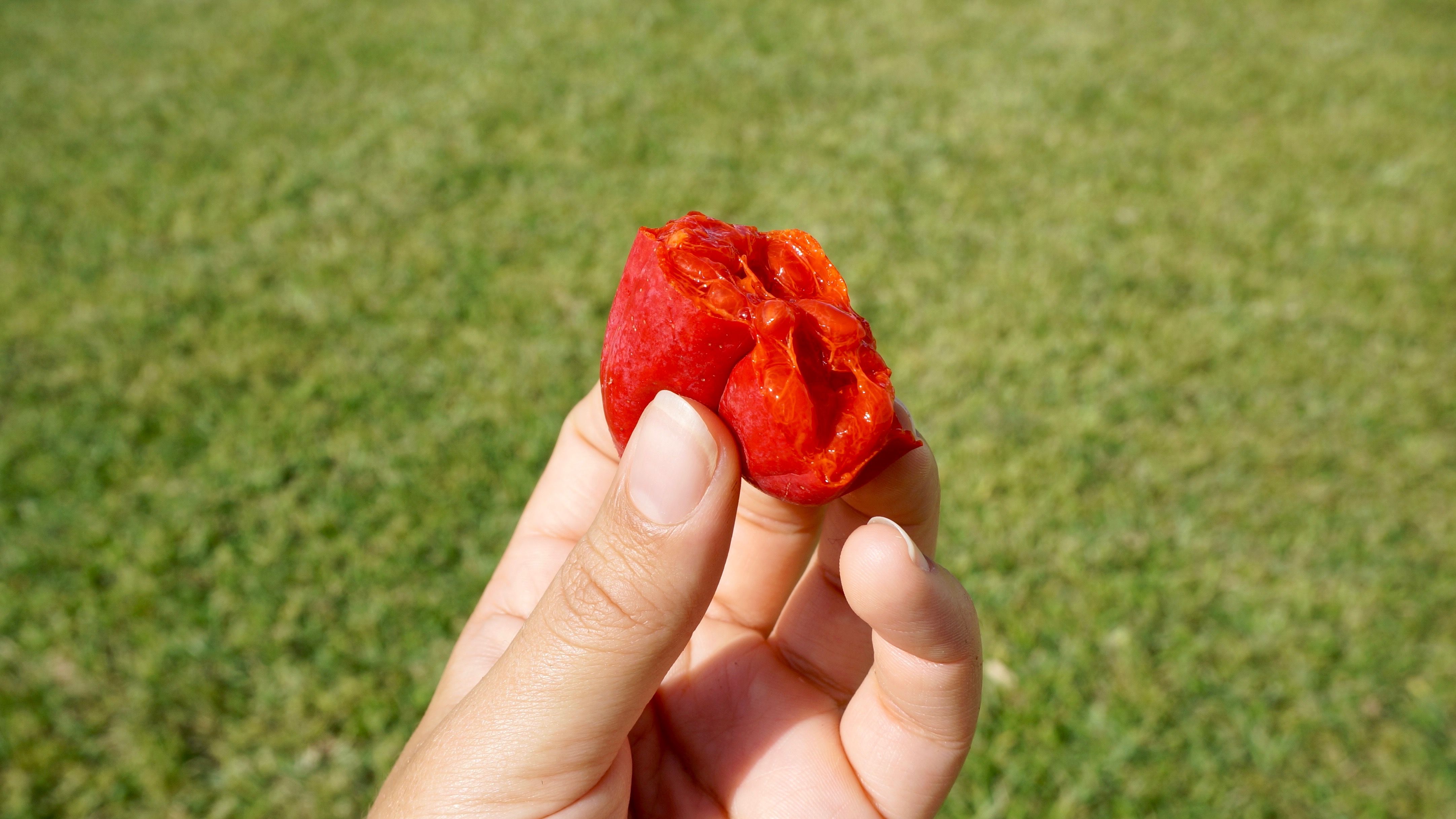 Figura 06 - Pepino-doce