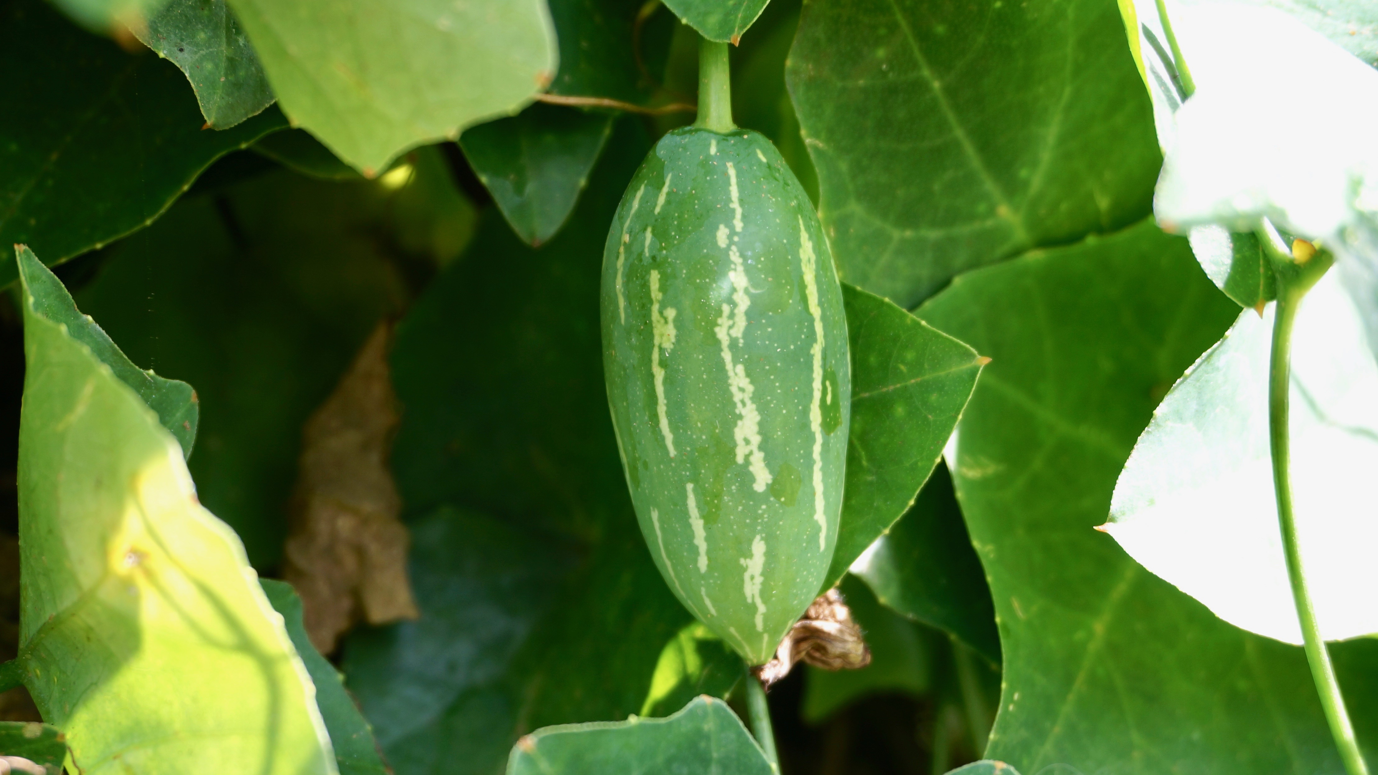 Figura 07 - Pepino-doce