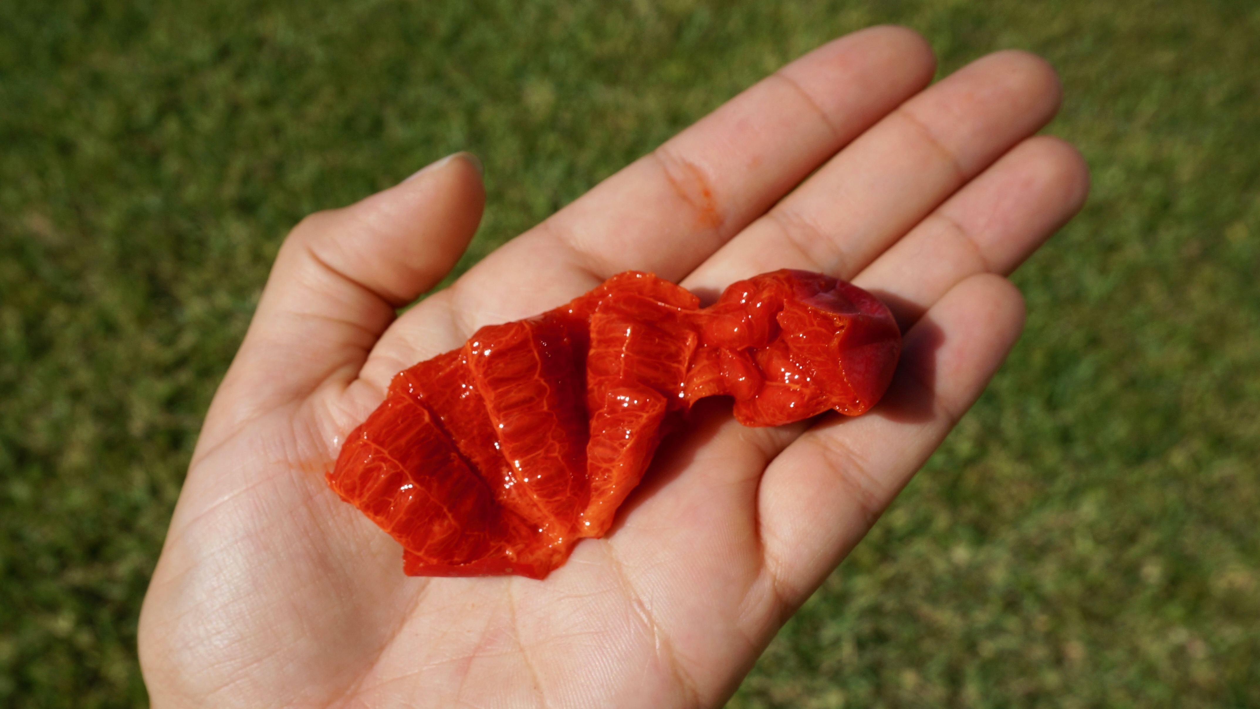 Figura 09 - Pepino-doce