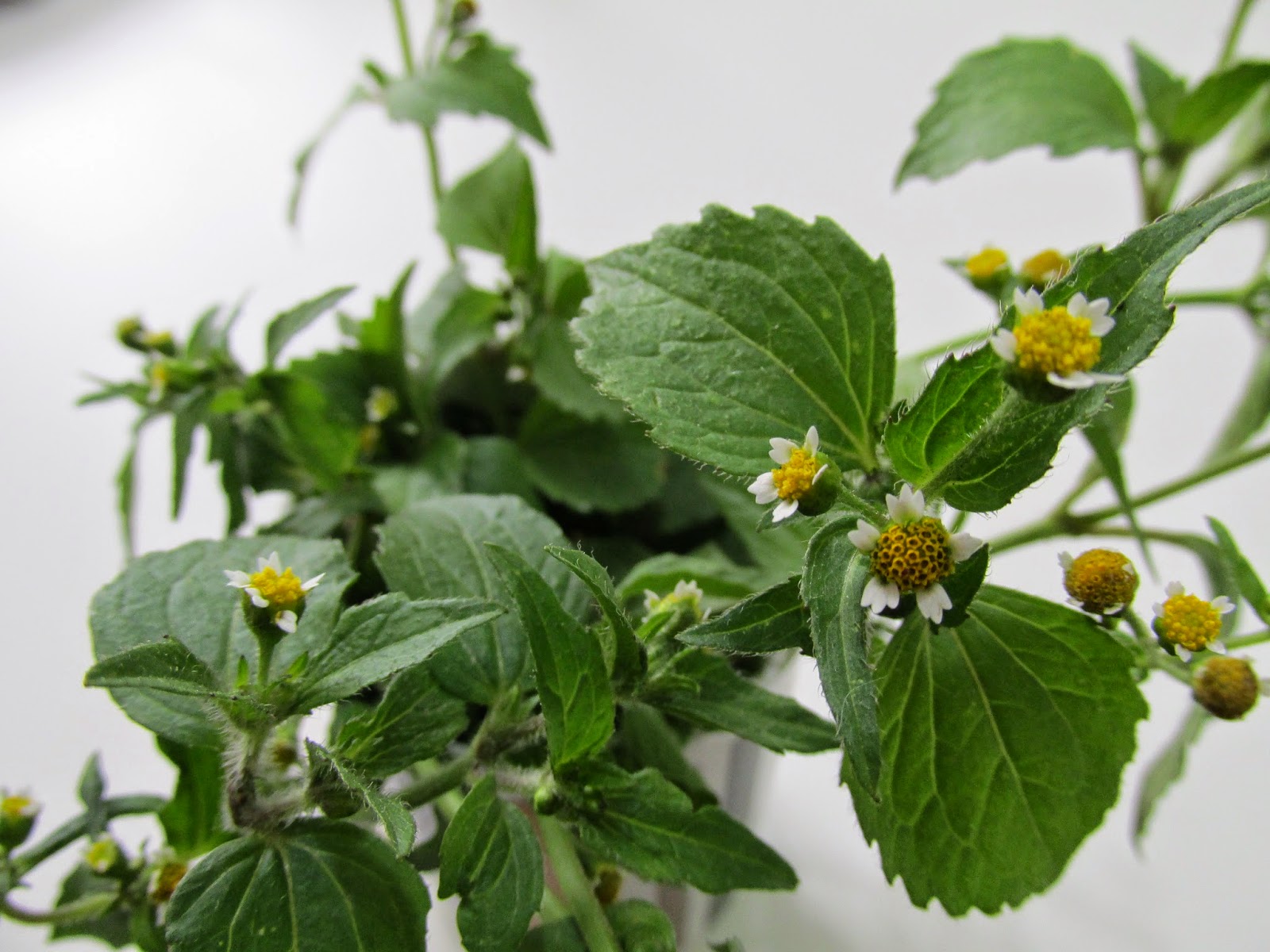 Figura 02 - Picão-branco