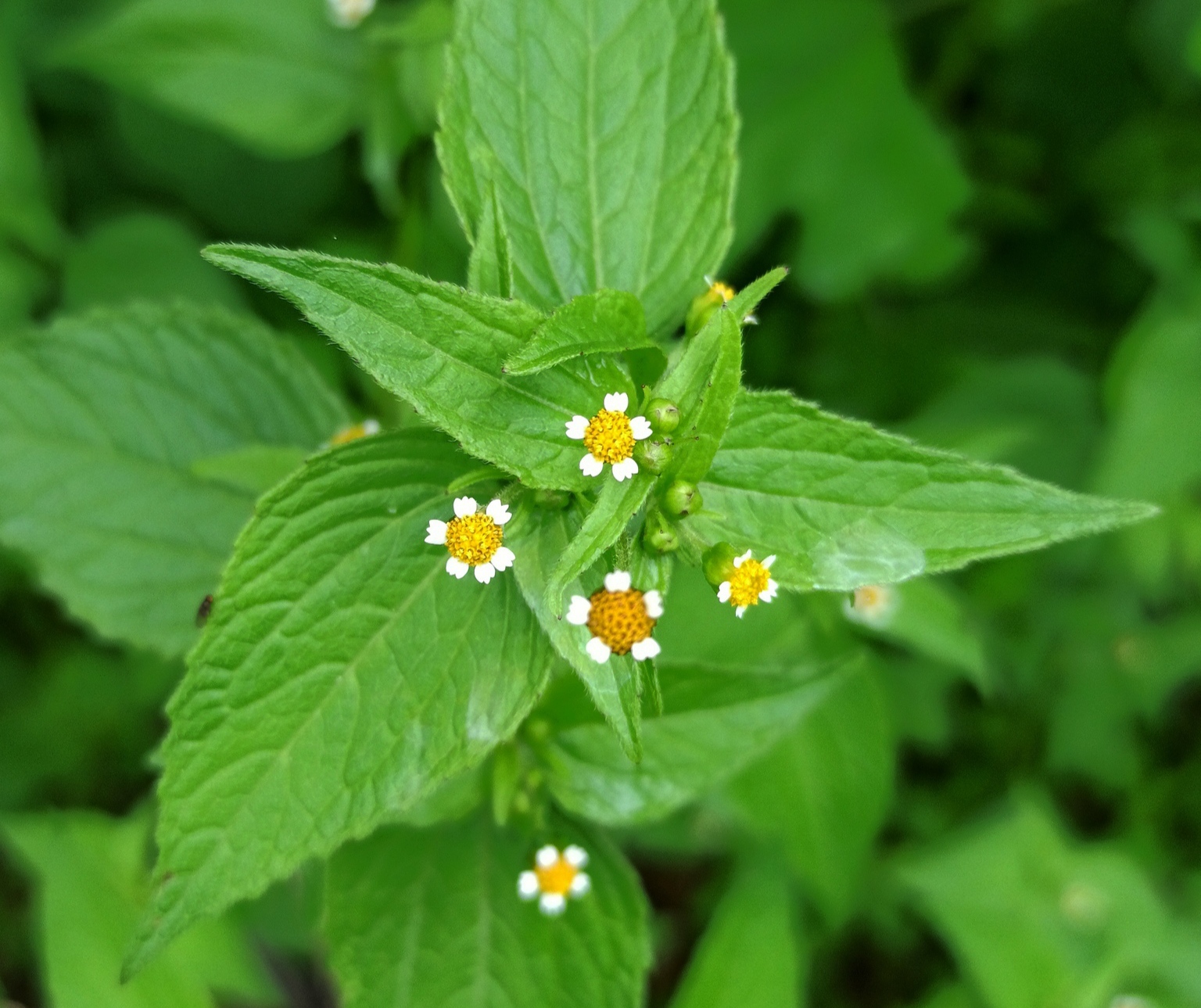 Figura 03 - Picão-branco