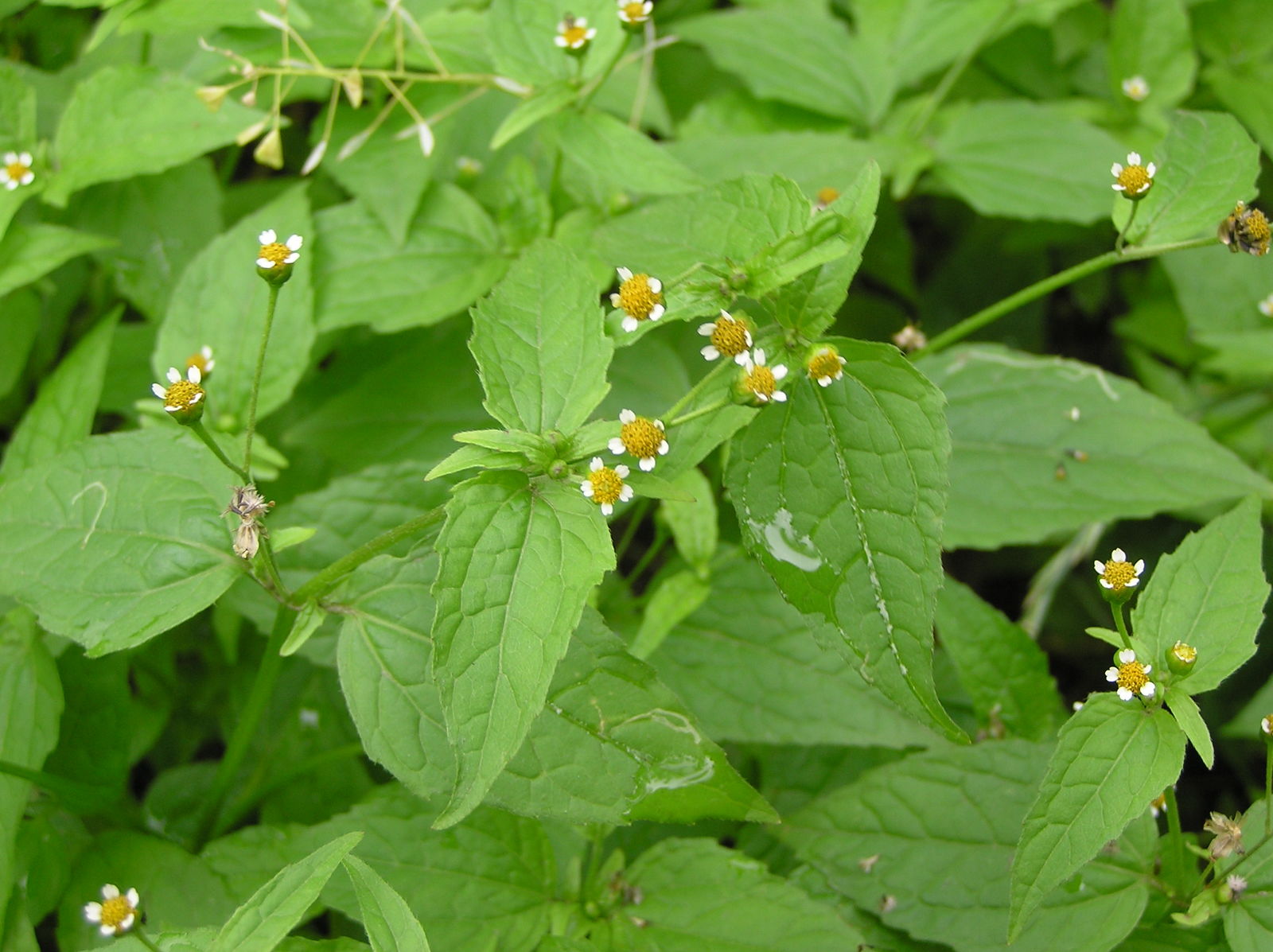 Figura 05 - Picão-branco