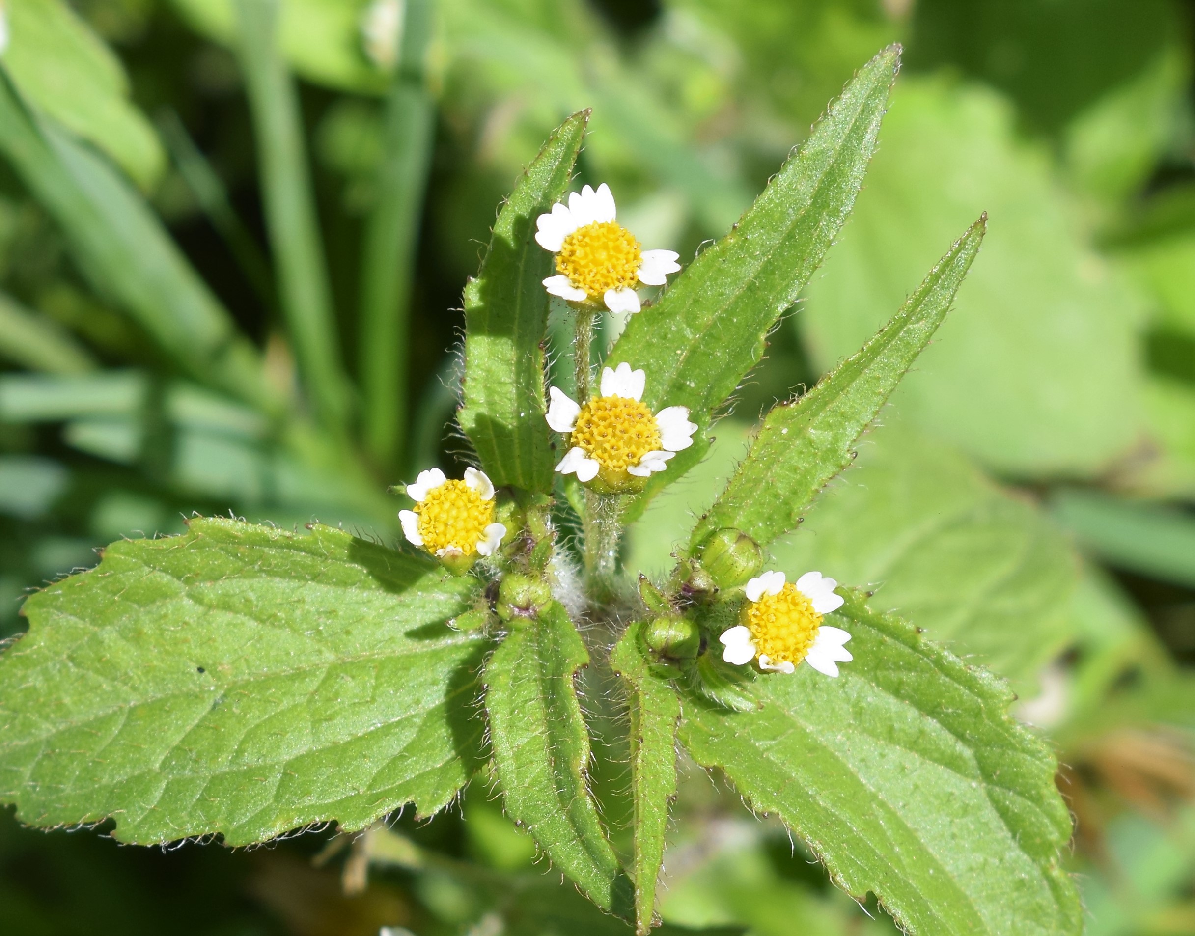 Figura 06 - Picão-branco