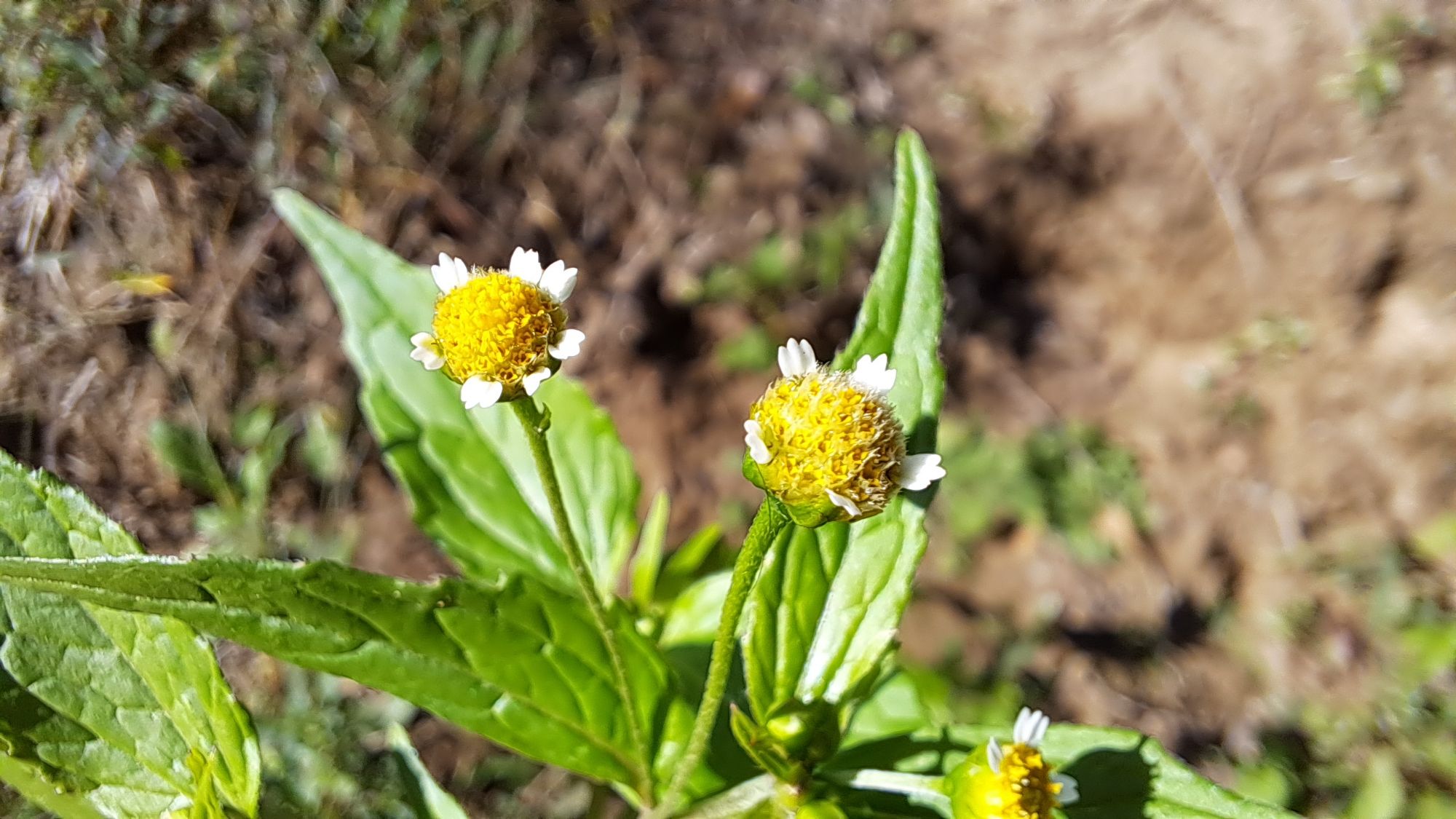 Figura 08 - Picão-branco