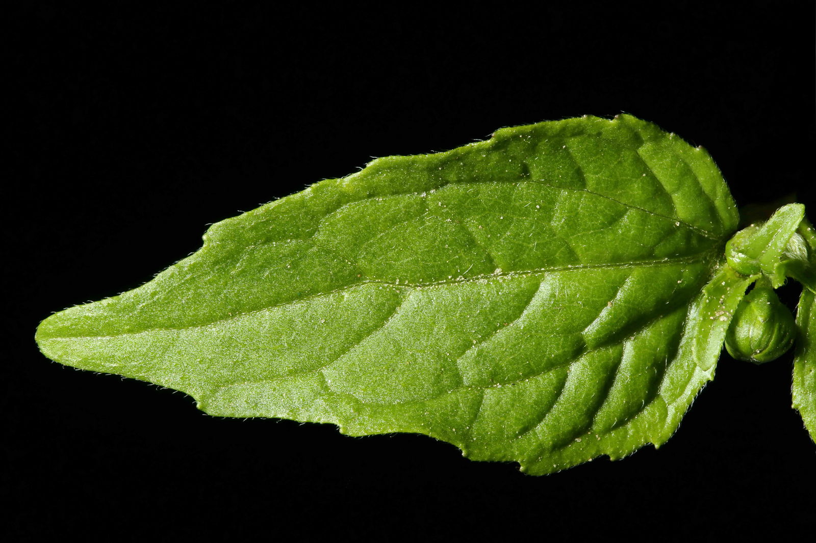 Figura 09 - Picão-branco