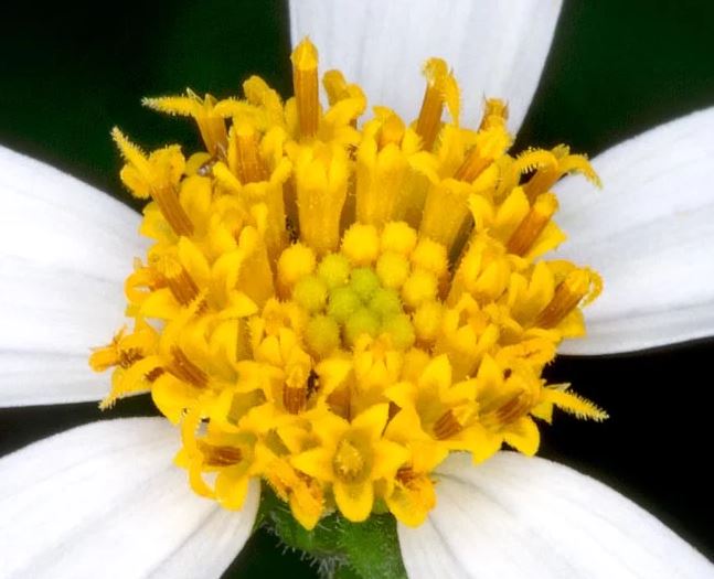 Figura 07 - Picão-preto