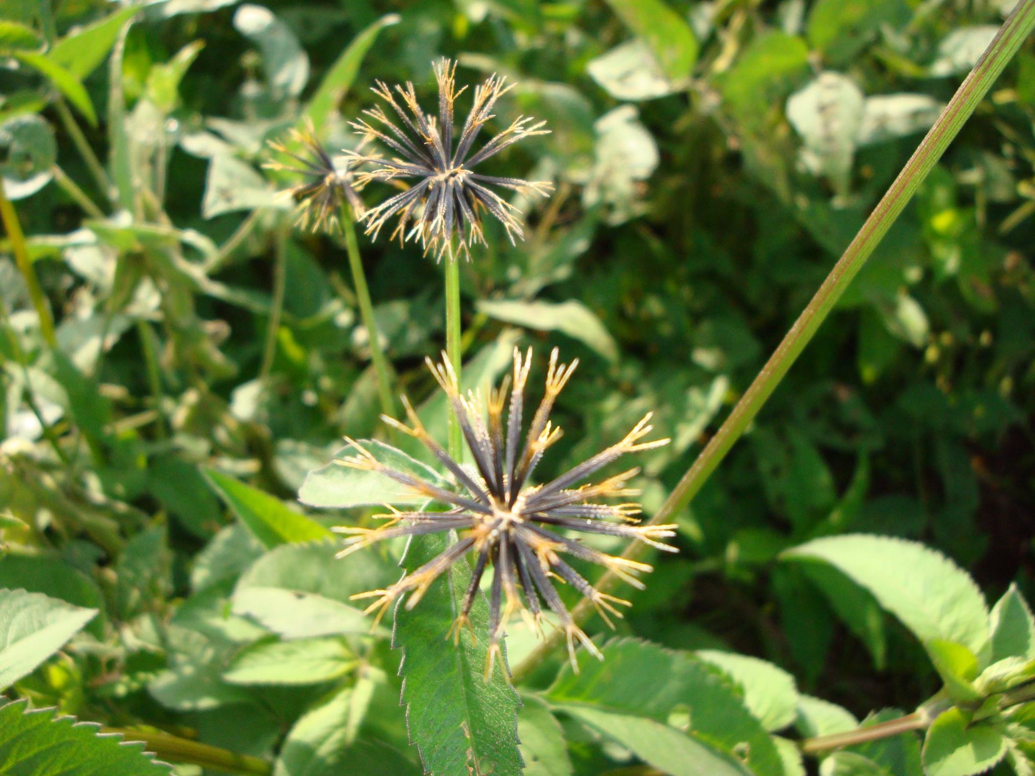 Figura 08 - Picão-preto