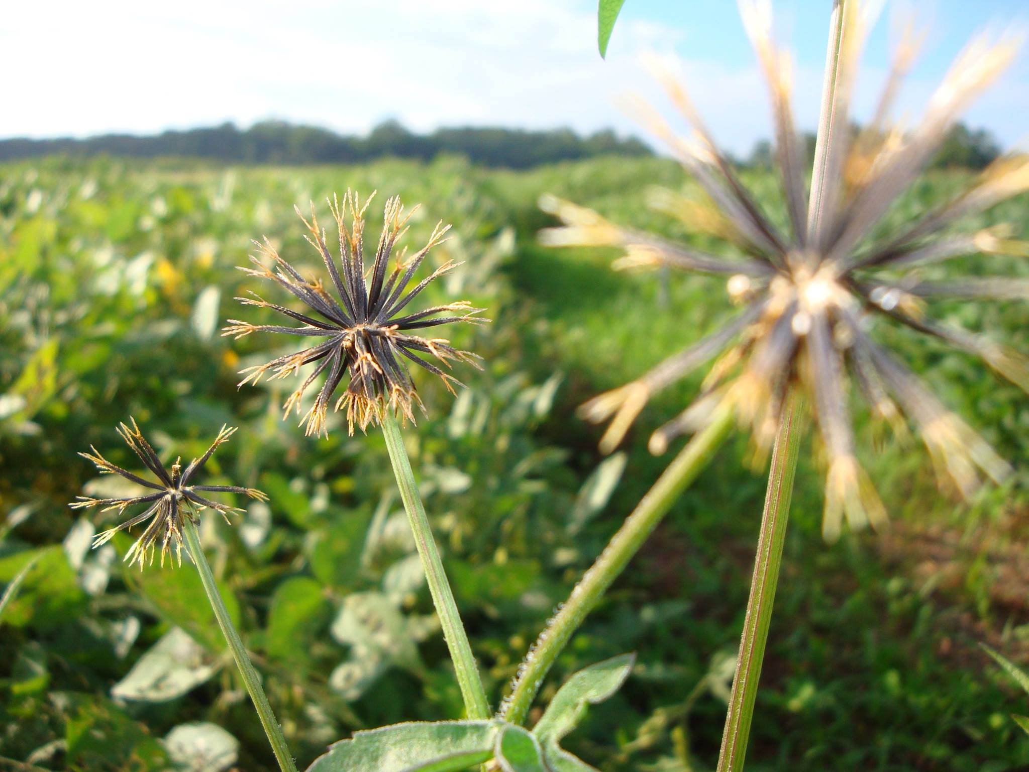 Figura 09 - Picão-preto
