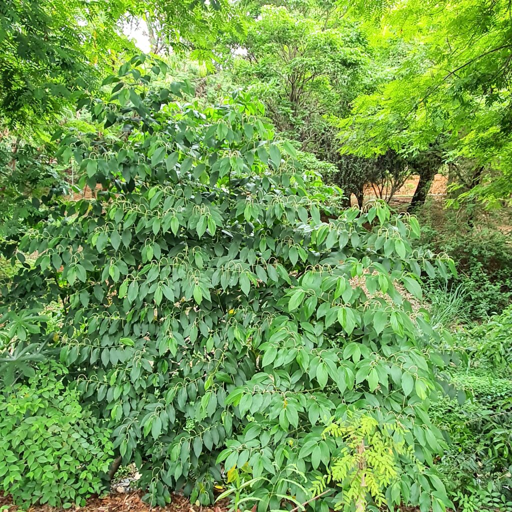 Figura 05 - Pimenta de Macaco