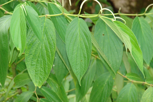 Figura 07 - Pimenta de Macaco