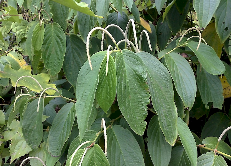 Figura 08 - Pimenta de Macaco