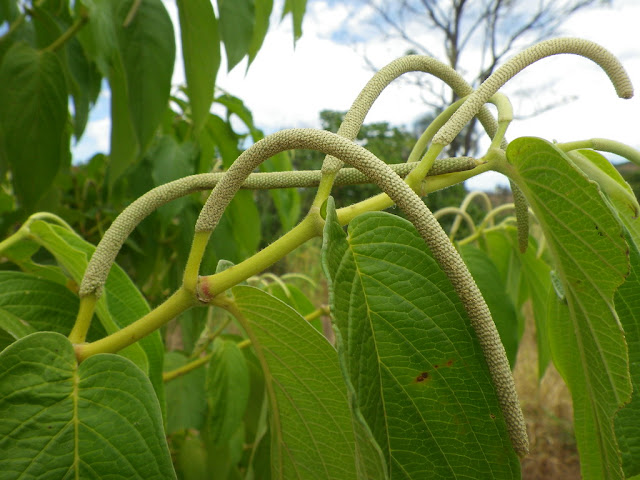 Figura 09 - Pimenta de Macaco