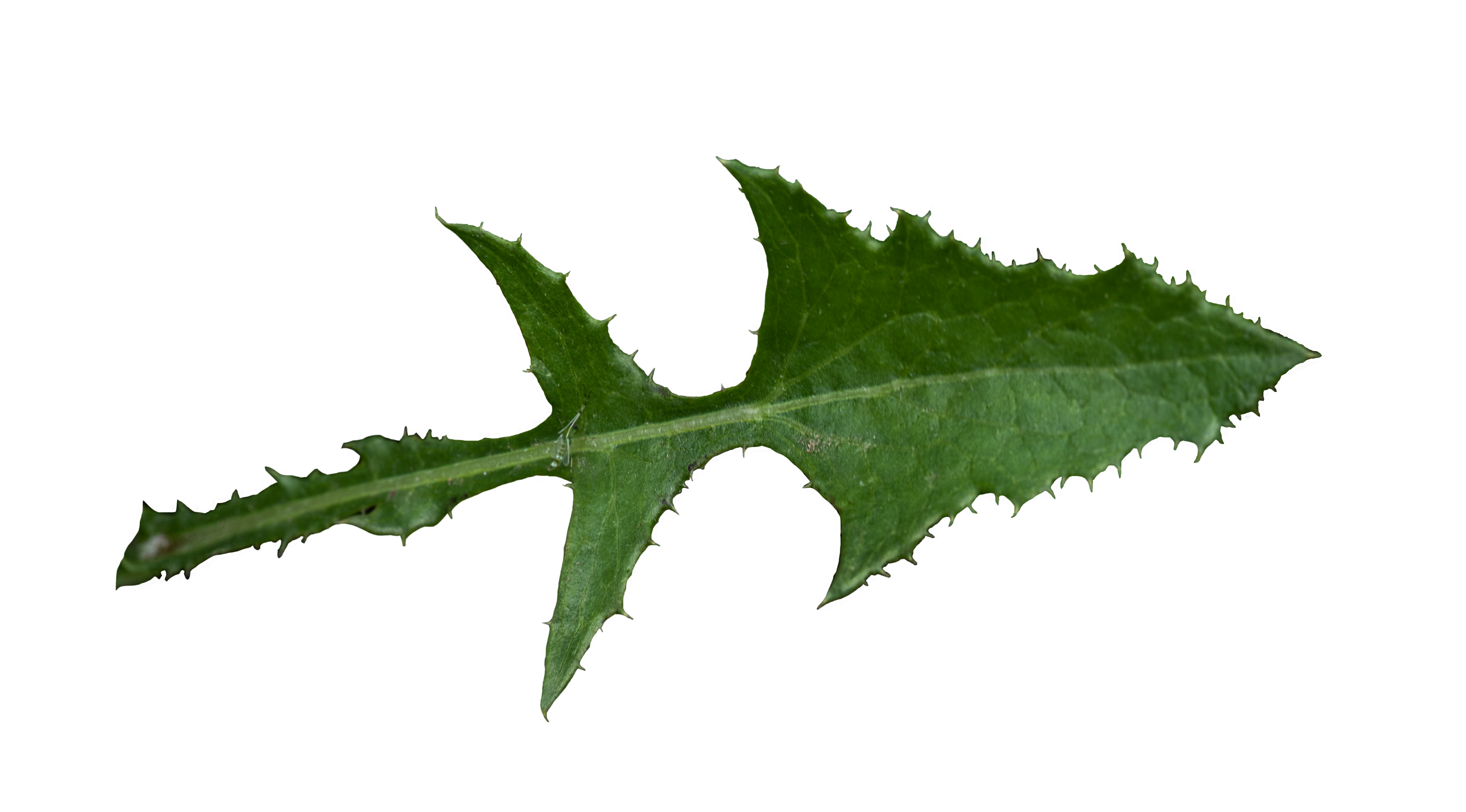 Figura 03 - Serralha