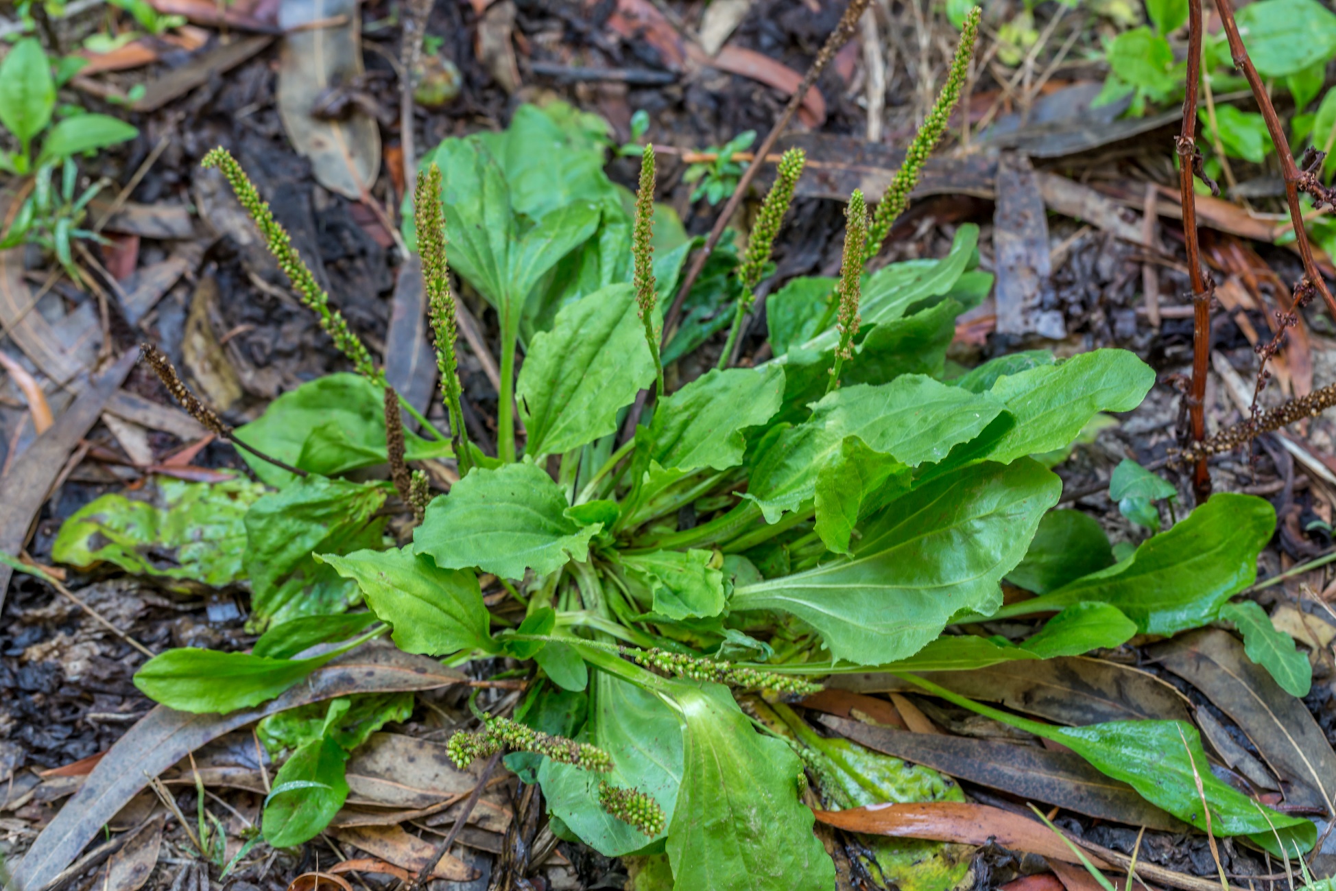 Figura 03 - Tanchagem