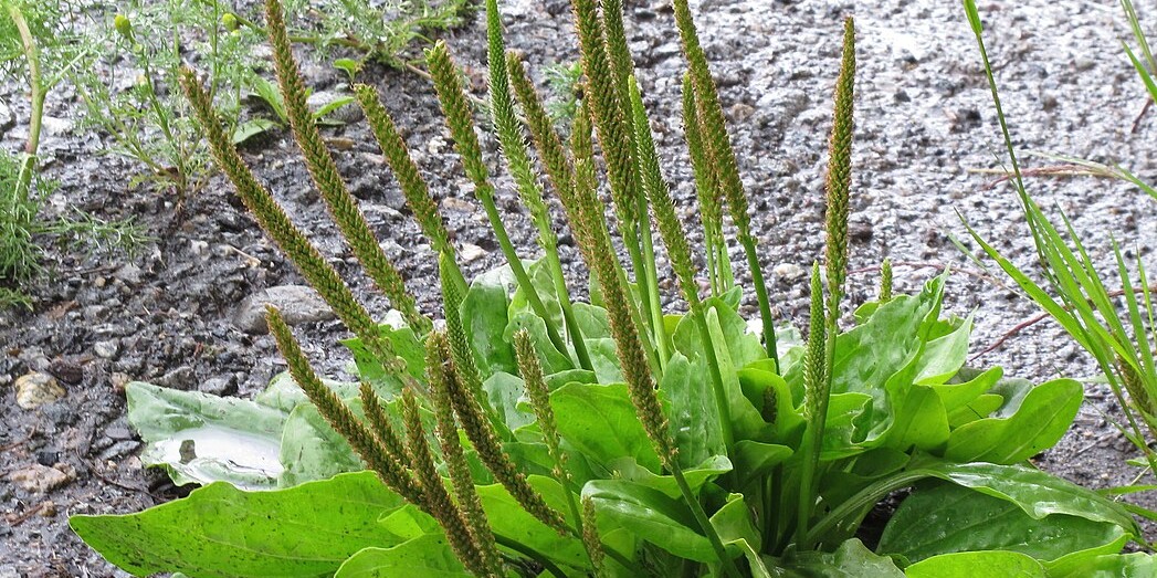 Figura 08 - Tanchagem