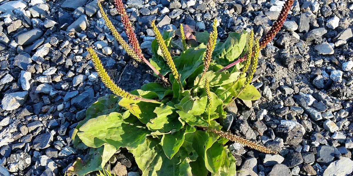 Figura 09 - Tanchagem