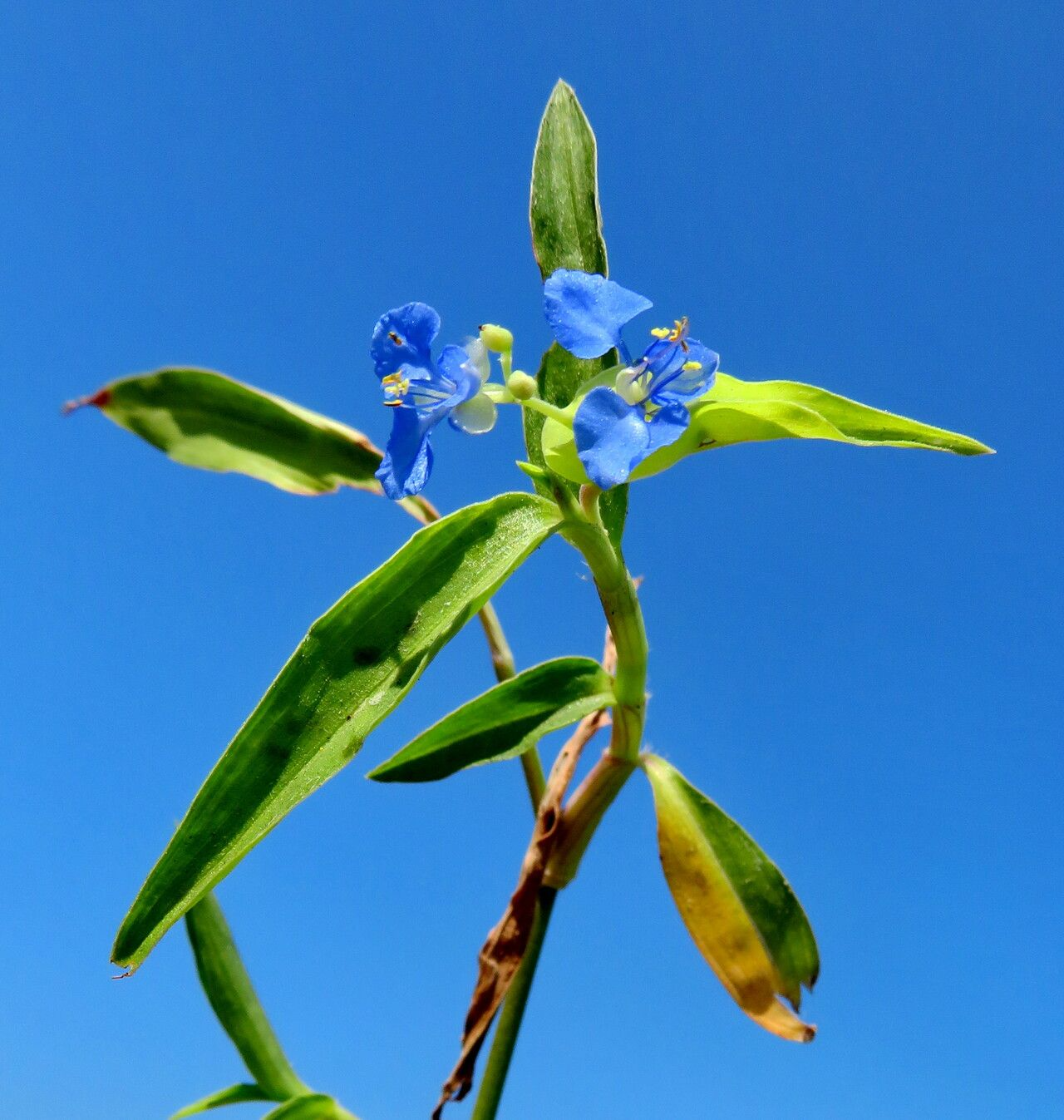 Figura 07 - Trapoeraba