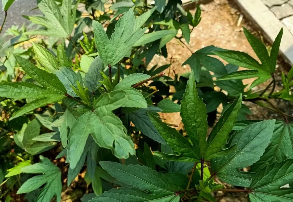 Figura 01 - Vinagreira