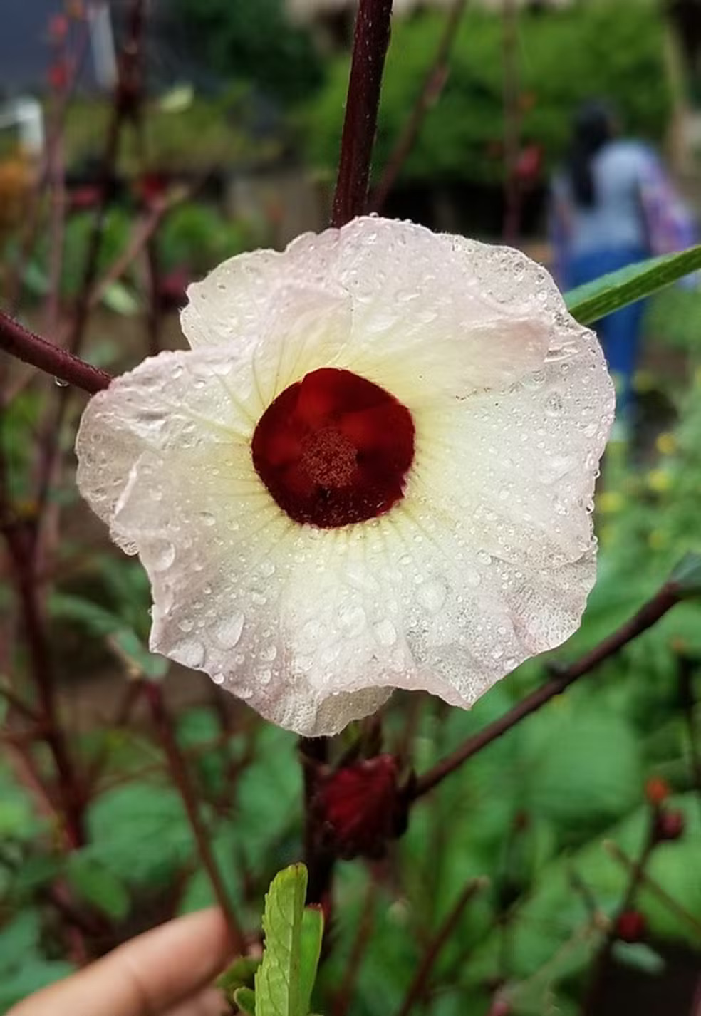 Figura 02 - Vinagreira