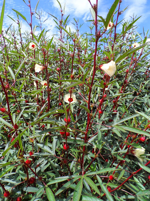 Figura 04 - Vinagreira