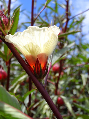 Figura 05 - Vinagreira