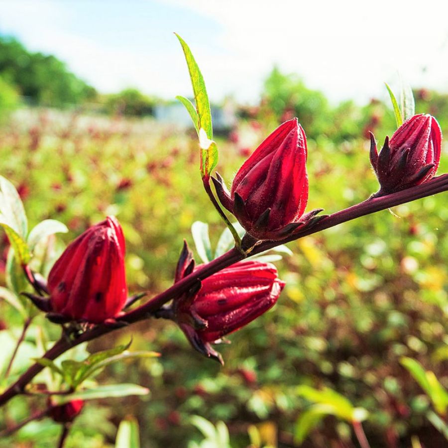 Figura 08 - Vinagreira