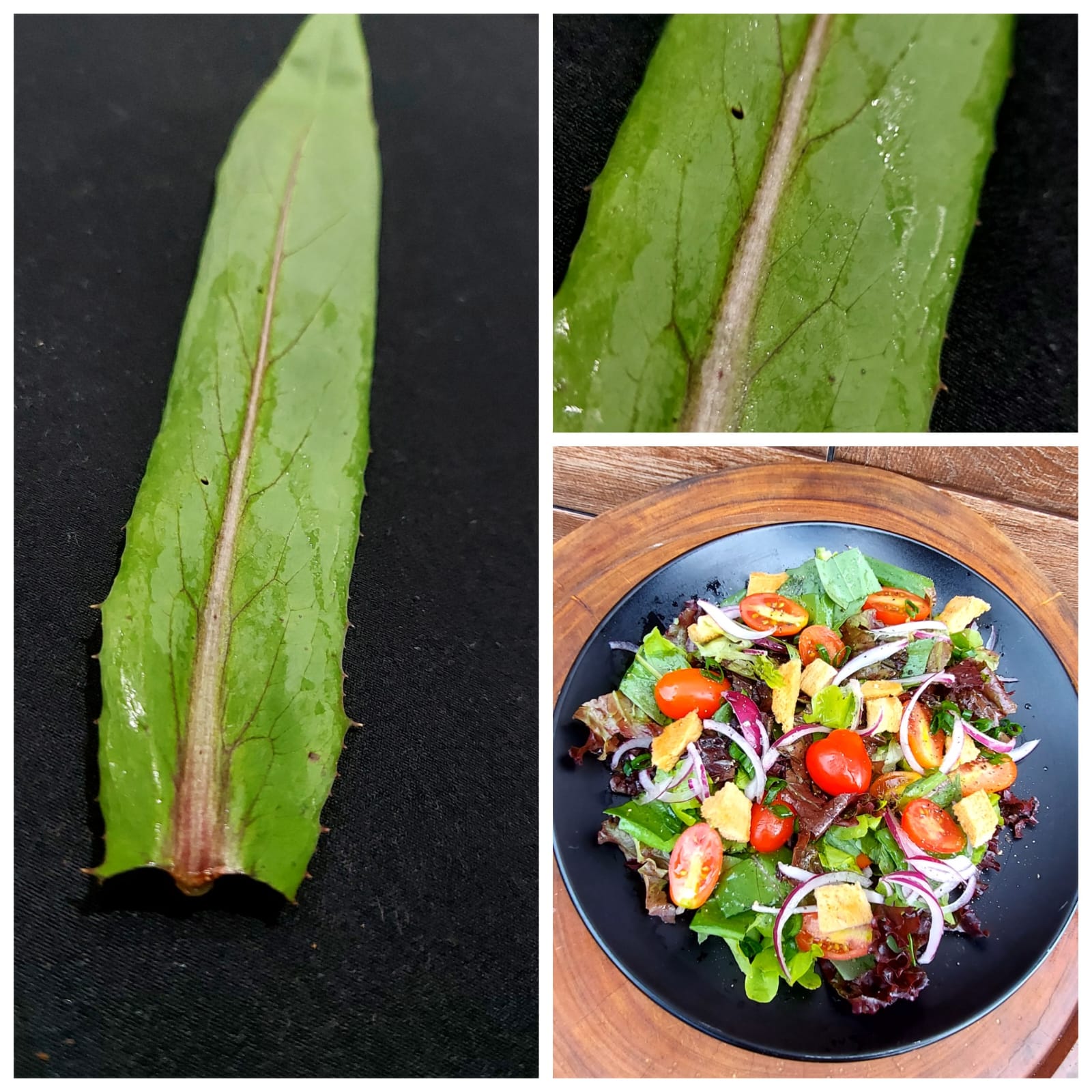 Almeirão-roxo (Lactuca canadensis):