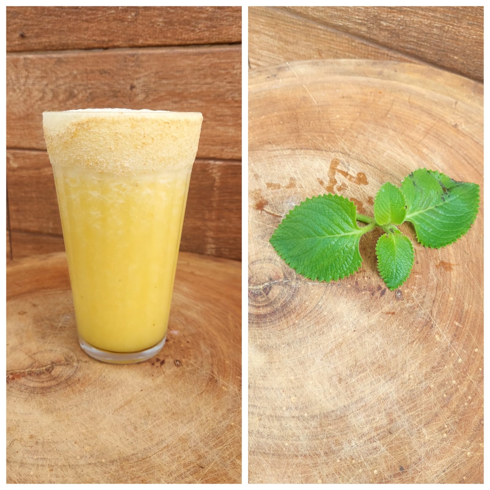 Hortelã-pimenta (Plectranthus amboinicus):