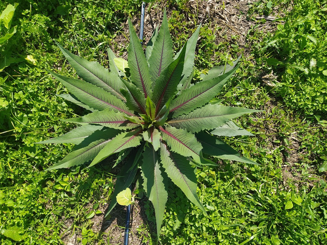 Figura 11 - Almeirão-Roxo