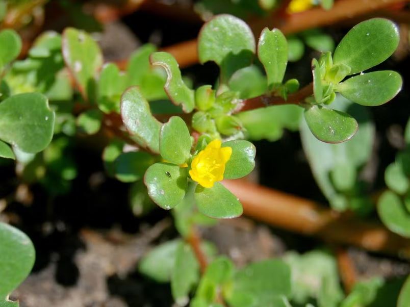 Figura 10 - Beldroega