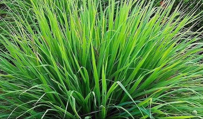 Figura 08 - Capim-Limão